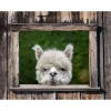 Overige Accessoires-All Seasons Posters  Doorkijk met alpaca tuinposter 80 x 60