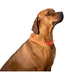 Pet Comfort LED hondenhalsband 2 kleuren assorti< Hondenartikelen
