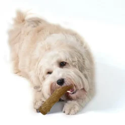 Petstages Dogwood Stick hondenspeelgoed S< Hondenartikelen